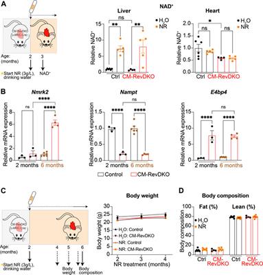 Nicotinamide Riboside Improves Cardiac Function and Prolongs Survival After Disruption of the Cardiomyocyte Clock